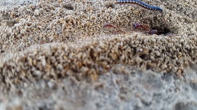 Close up ant trail смотреть онлайн