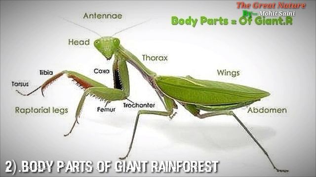 GIANT RAINFOREST(Hierodula Majuscula )Information about : Behaviour, Body Parts, Diet & Hunting,Dea смотреть онлайн