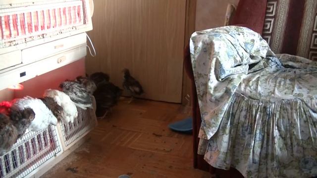 Птичий двор на прогулке смотреть онлайн