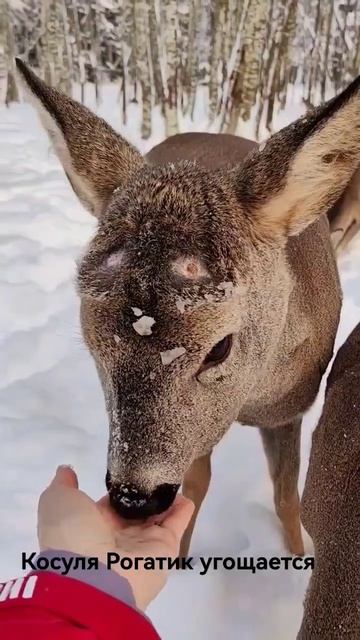 Косуля Рогатик угощается. #shortsvideo # #животные #shorts смотреть онлайн