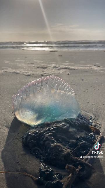 Beached man of war on Texas beach #nature #texasbeaches #naturevideo #sealife #beach смотреть онлайн