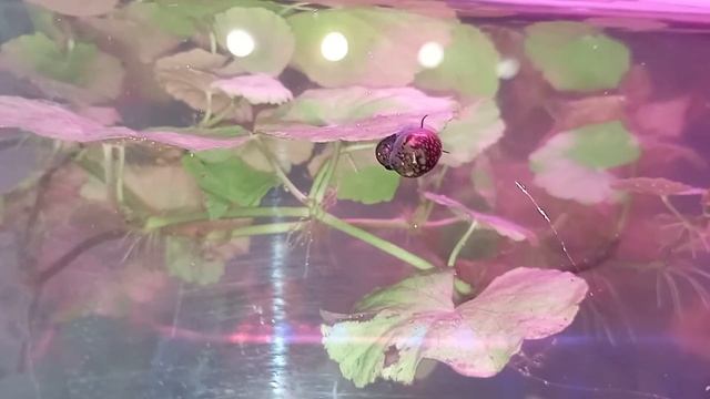 Спаривание улиток.Это хорошо!Будет корм хищникам🤭 смотреть онлайн