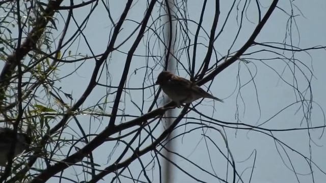 Italian Sparrow, Passera d'Italia (Passer italiae) смотреть онлайн