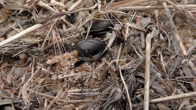 Dung Beetles mbo blog смотреть онлайн