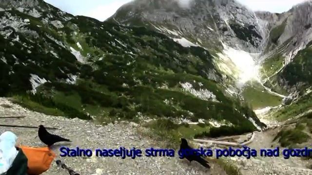 DIVJA PLANINSKA KAVKA смотреть онлайн