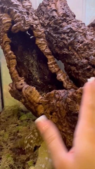 Гигантский бананоед 🦎#ящерица #рептилии #гигантскийбананоед смотреть онлайн