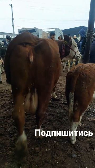 Самый большой Молочной коровы #Shorts смотреть онлайн