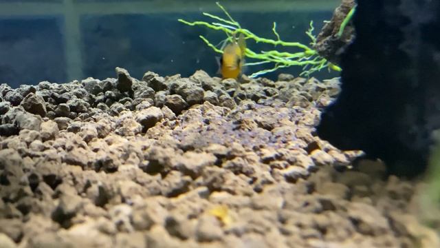 Apistogramma Abacaxis FRY! смотреть онлайн