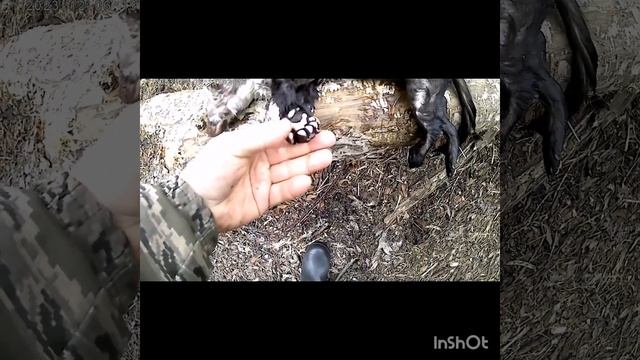 охота капканами на лису и куницу, очередная проверка, снова результ. смотреть онлайн