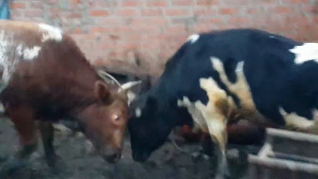 бык даже не заступился смотреть онлайн