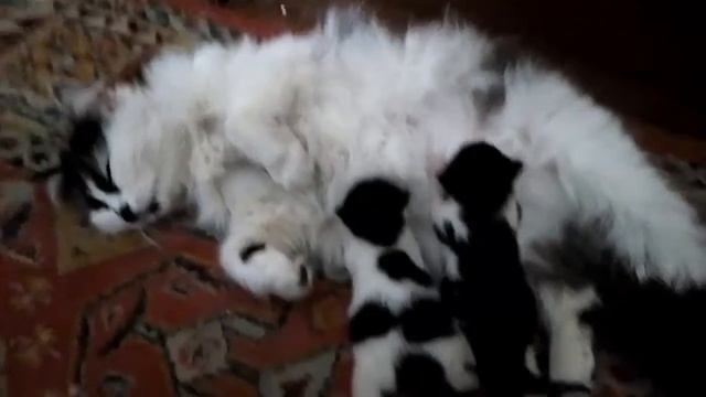 Котята сосут молочко!) смотреть онлайн