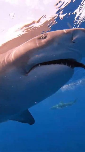 Lemon Shark snaps at the bait _shorts смотреть онлайн
