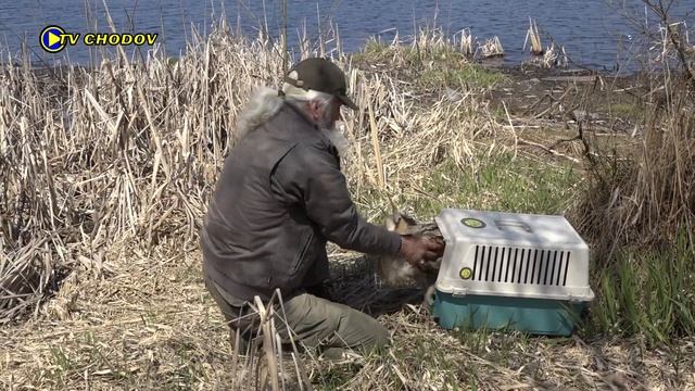 Vypuštění bukače velkého do volné přírody смотреть онлайн