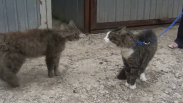 Кот и кошка смотреть онлайн