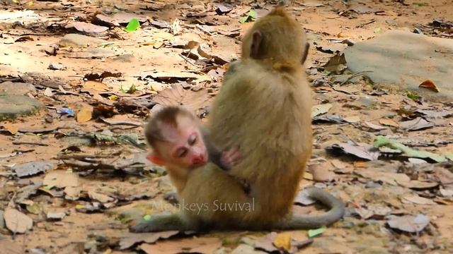 SadnessNews!.... Monkey Libby A-t-t-a-c-k_B-i-t-e_S-I-a-p_ Baby Monkey Leo U-n-t-i-I_F-a-i-n-t_