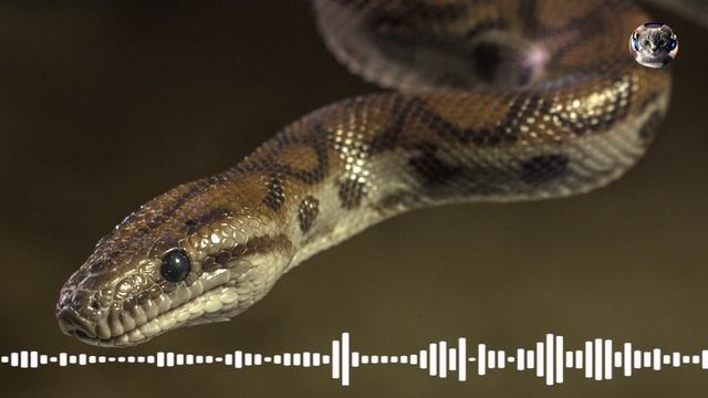 Snake Sound Effect | Animal Sounds смотреть онлайн