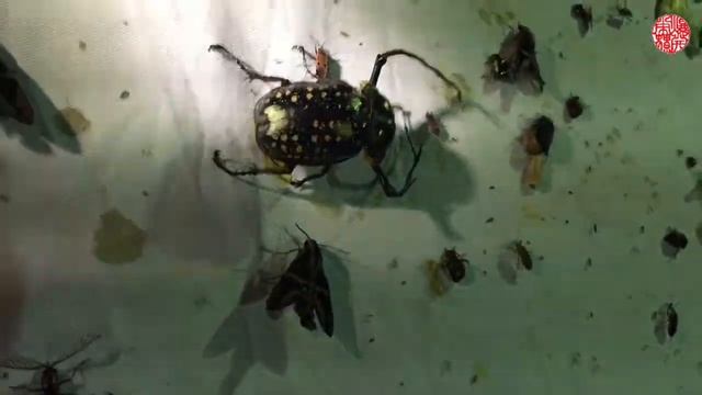 台湾のテナガコガネが飛んで来た！ Cheirotonus formosanus 【クワガタムシ】 смотреть онлайн