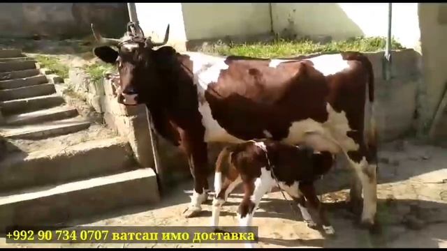 Срочно фурӯши срочно 24 апреля 2021 г. смотреть онлайн