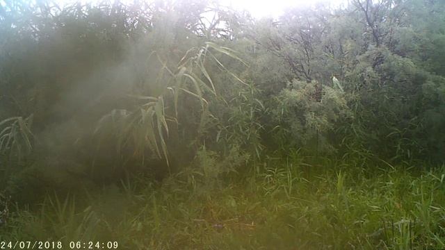 Молодые волки. Озеро Карасун.