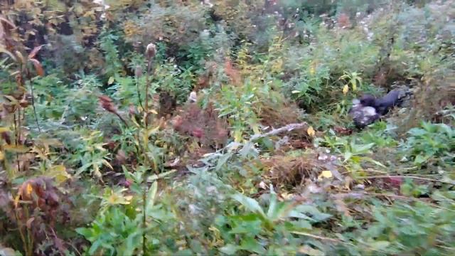 Охота с подсадной уткой осенью  Крякаш