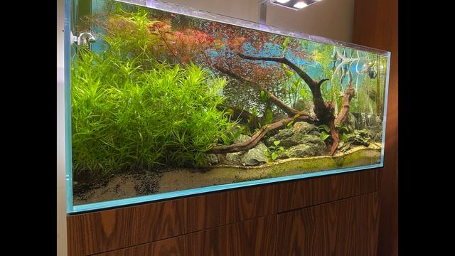 How to SELL Aquarium Fish: Home Delivery смотреть онлайн