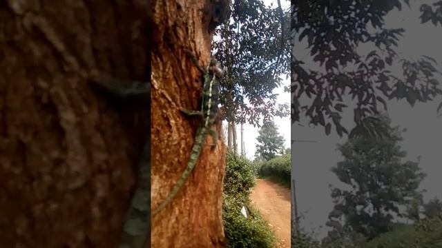 chameleon's high hotel смотреть онлайн