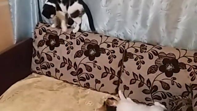 кошки мама и дочь смотреть онлайн