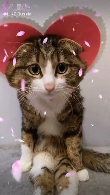 Кот мой кот любит тебя больше всех остальных люблю тебя и всех целую тебя люблю и скучаю по тебе оч смотреть онлайн
