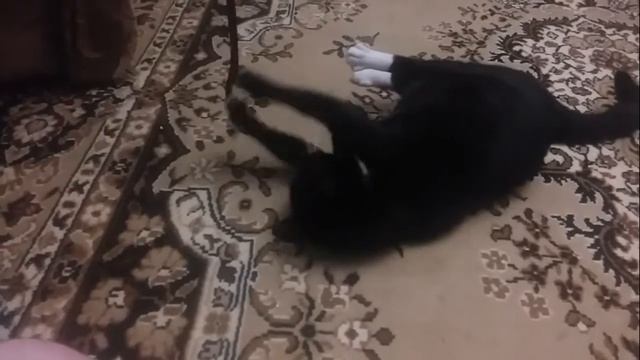 Игры с котом смотреть онлайн