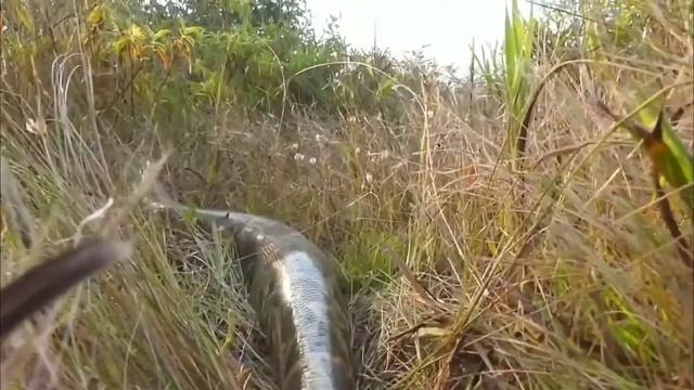 Пацаны поймали огромную змею с помощью кабкана смотреть онлайн
