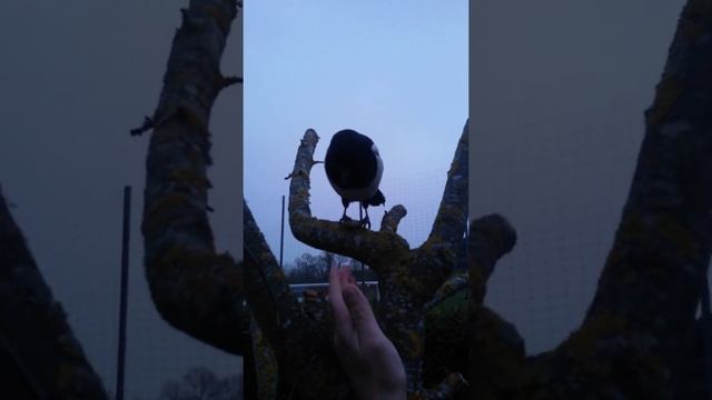 Почти ручная сорока 2 смотреть онлайн