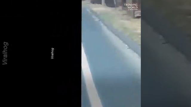 Медведи. Мама переводит через дорогу своих медвежат. смотреть онлайн