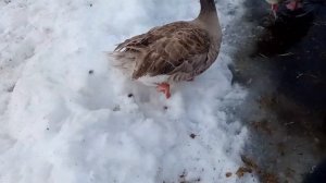 спаривание гусей.