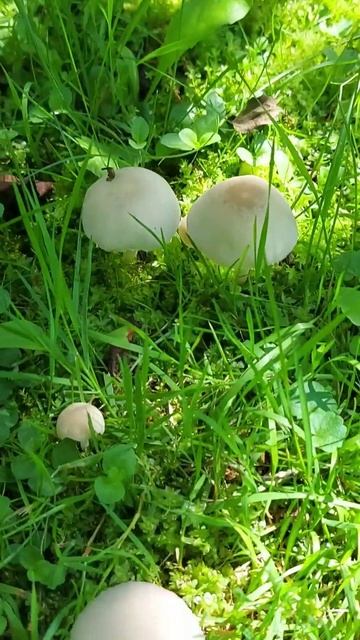 опять поганки? смотреть онлайн