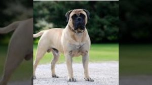 Бульмастиф здоровье собаки