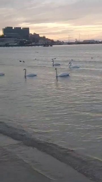 Черное море. Лебеди и чайки. РИЭЛТОР СВЕТЛАНА БЕЛОУСОВА. смотреть онлайн