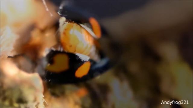Tiny Shiny Bugs - Compilation смотреть онлайн