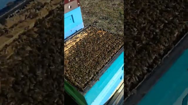 Сила весенней семьи смотреть онлайн