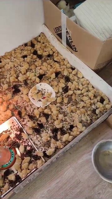 Моя первая инкубация перепелов смотреть онлайн