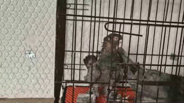 Обзор бойных голубей! Двухчубые голуби. Tauben. Pigeons. Palomas. Pombos. 비둘기.