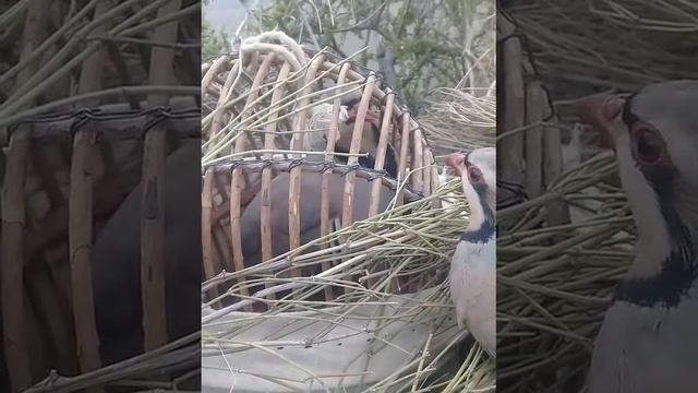 Кабк шикор Охота кеклики Chukar Patridge Якто шид камтар хаст то шикора🦁🦁🦁👍👍 смотреть онлайн