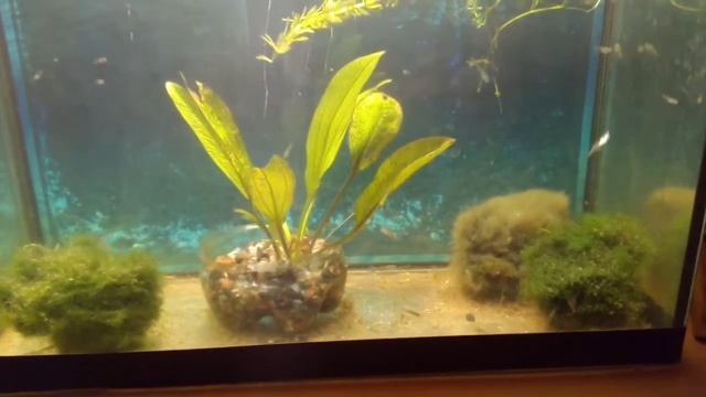 Обзор аквариума с молодыми гуппешками. Меченосцы. смотреть онлайн