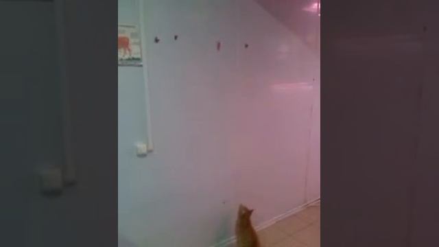 Кот прыгает по стене за мясом смотреть онлайн
