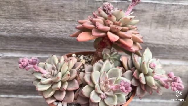 Graptopetalum Hermes