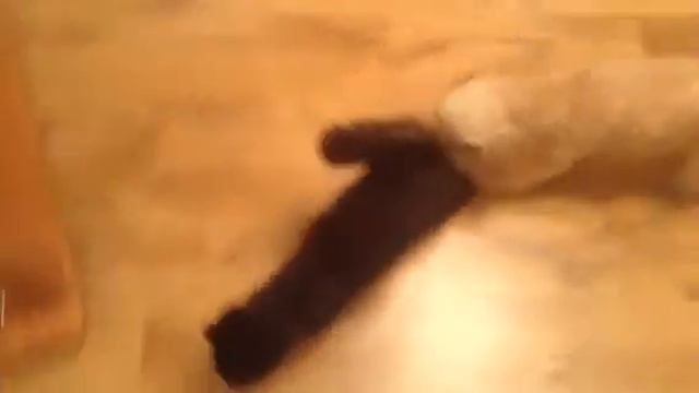 Котёнок смотрит передачу про мясо смотреть онлайн