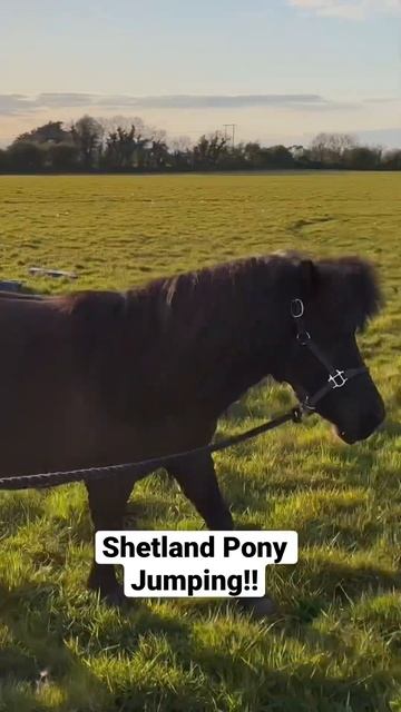 Harry The Shetland Pony Jumping!! смотреть онлайн