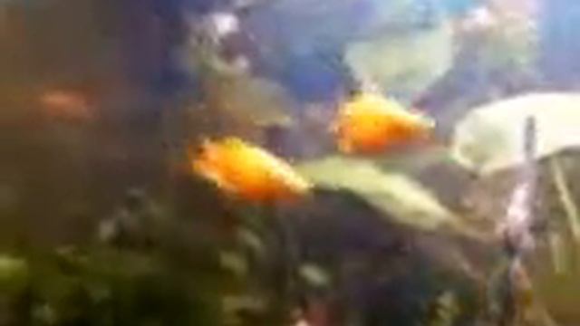 Видео 0003 смотреть онлайн