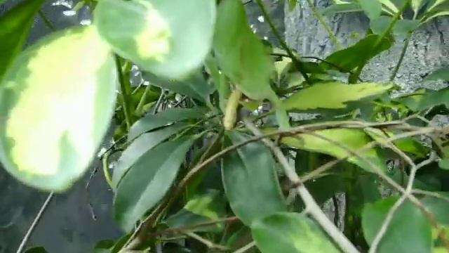 Trioceros deremensis female eating a superworm смотреть онлайн