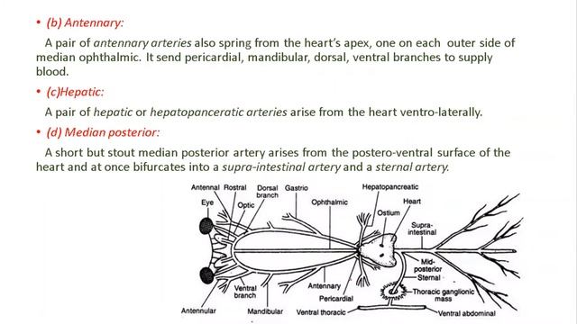 Circulatory System of Prawn | Arthropoda | Macrobrachium rosenbergii смотреть онлайн