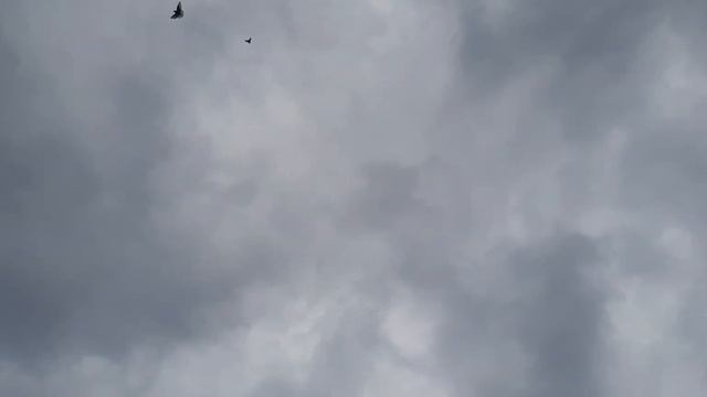 Николаевские голуби смотреть онлайн